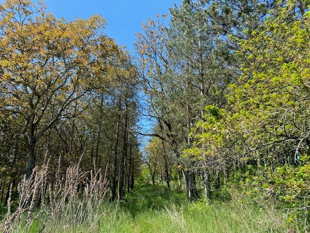 Vente - Terrains à bâtir à Montigny-sur-Vesle - image 1