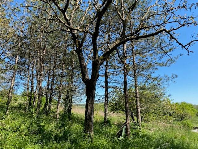 Vente - Terrains à bâtir à Montigny-sur-Vesle - image 1